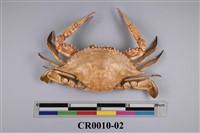 藏品(金門蝤蛑)的圖片